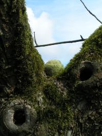 Klik op de foto voor groter formaat